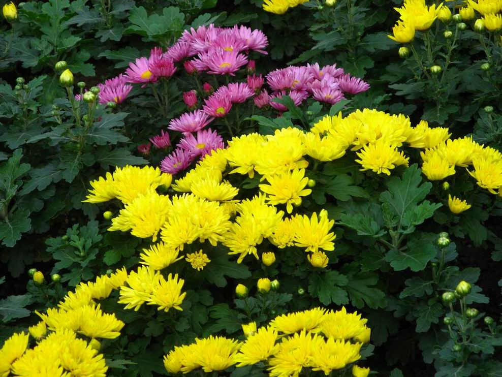 Resize of Resize of IMG_1501.JPG